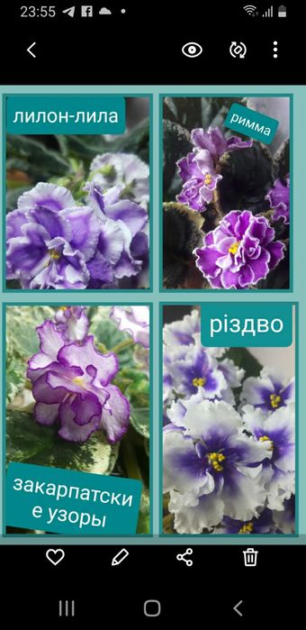 Фиалки детки, продажа набором