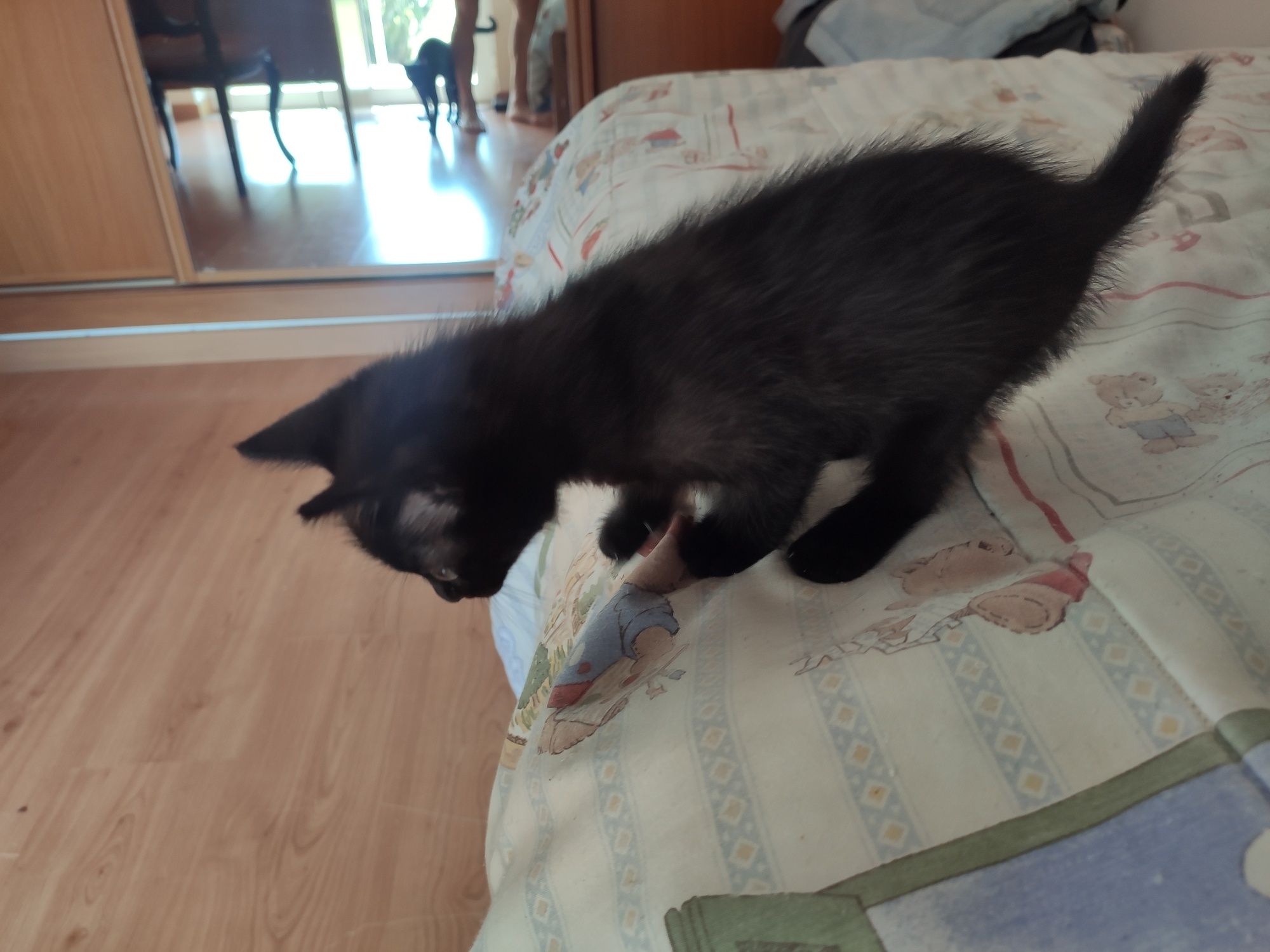 Gatinha para adoção responsável