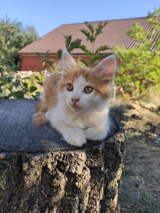 Котики котята 2 месяца