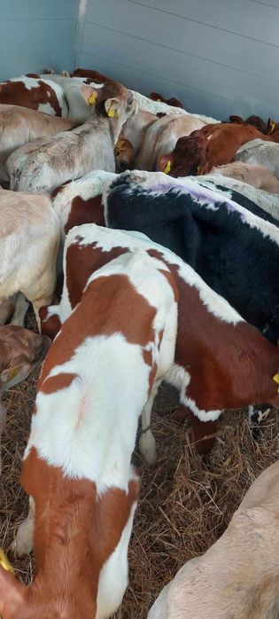 Byczki mięsne cielęta