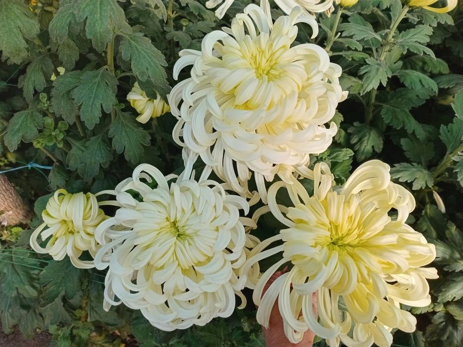 Продам маточник хризантем