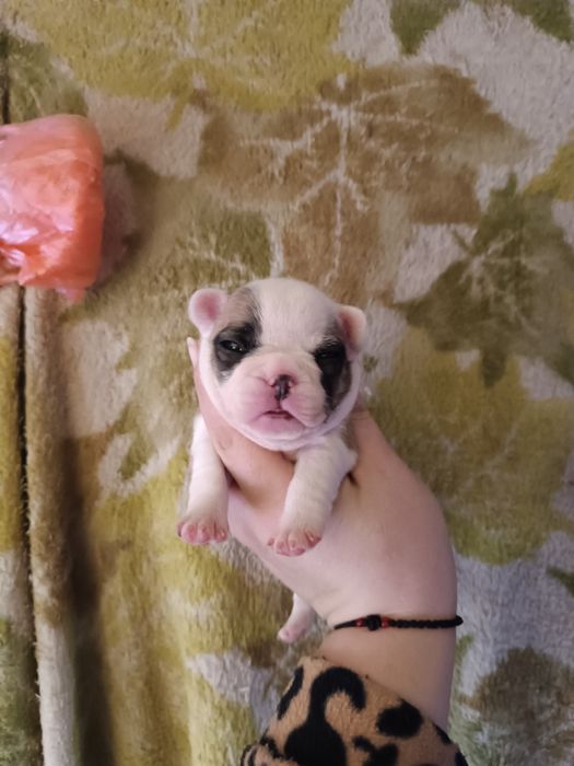 Гарнесенькі,в різноманітних кольорах, дівчатка та хлопчики Доставимо