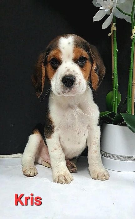 Śliczne szczeniaki Beagle