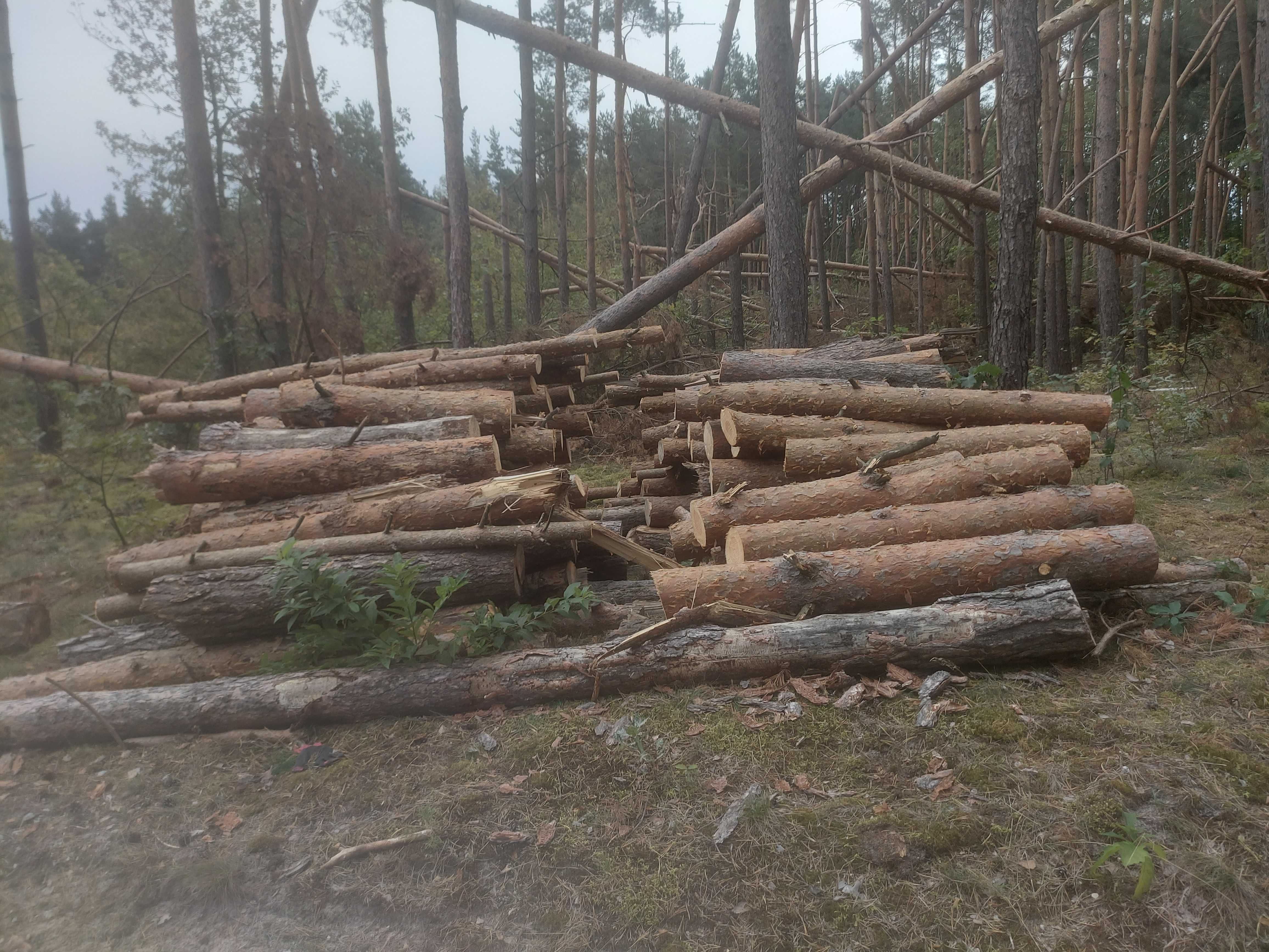 Drzewo opałowe sosnowe w wałkach