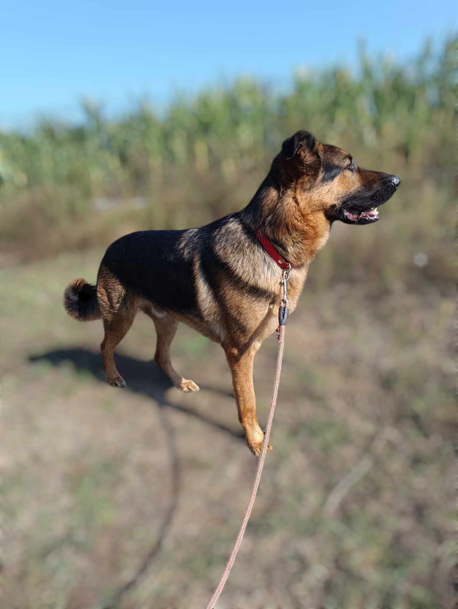 Max, dwuletni psiak w typie owczarka niemieckiego szuka domu.
