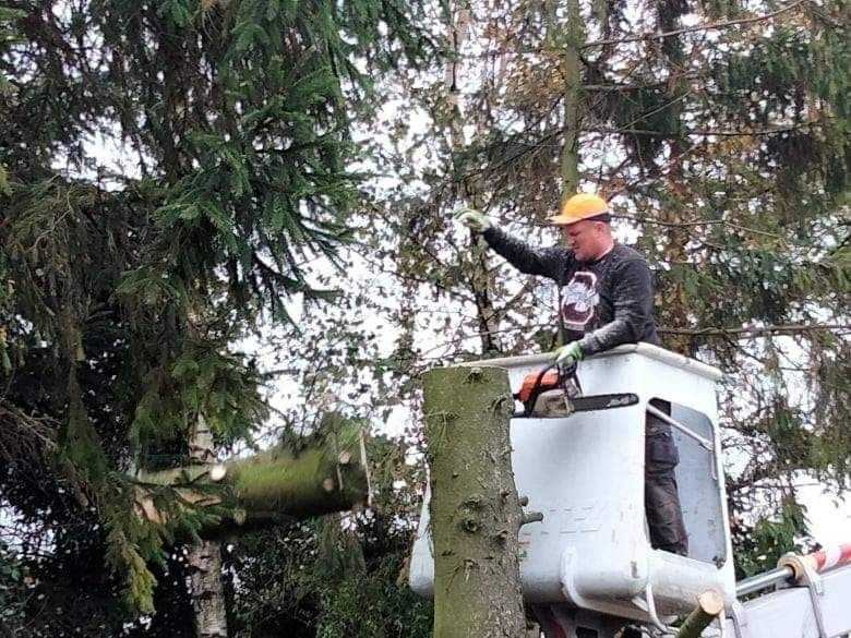 Wycinka i pielęgnacja drzew