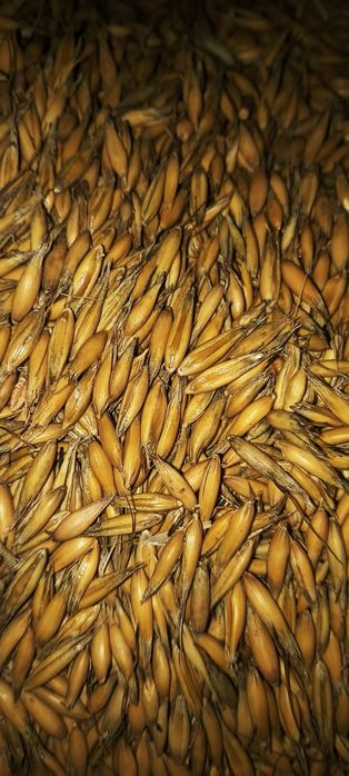 Sprzedam owies zbiór 2025