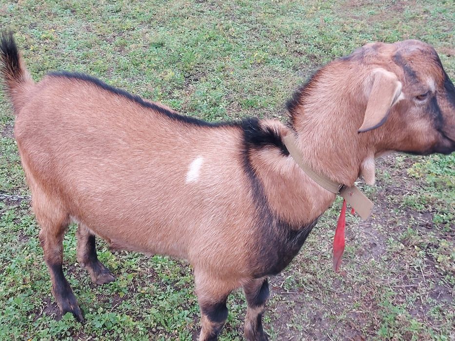 Англо-нубійський цап на покриття