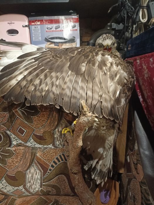 Продам чючело орла!