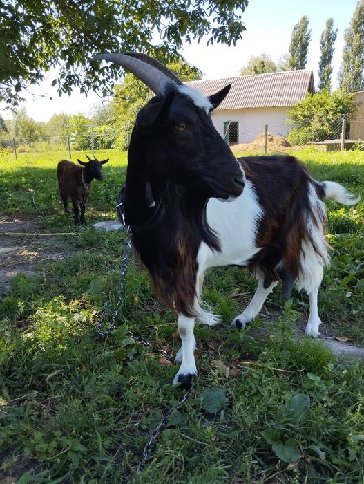 Козенята від продуктивної кози