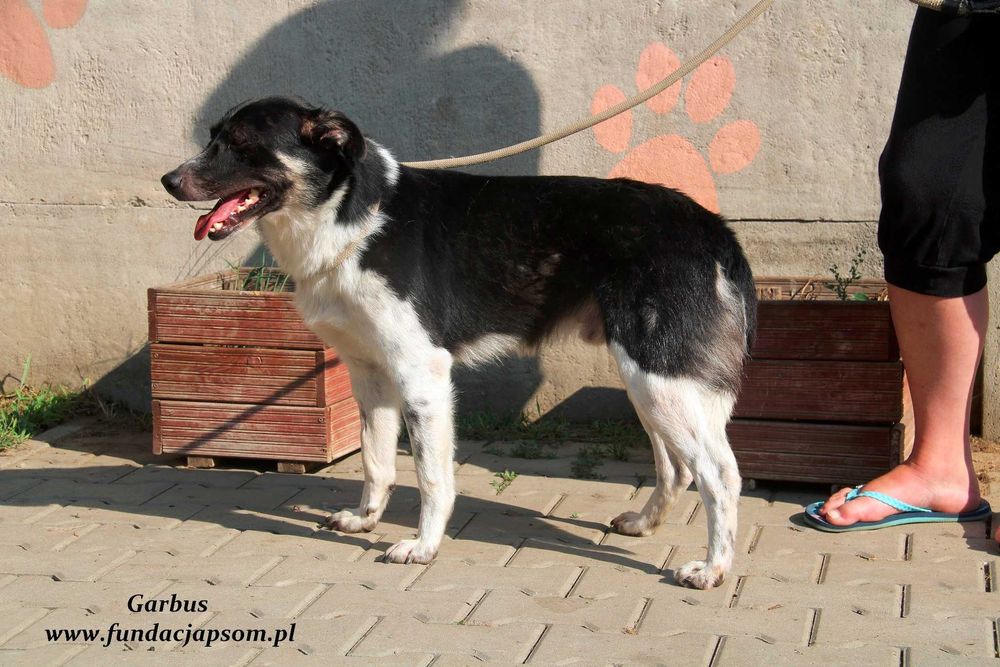 Garbus - spokojny psiak