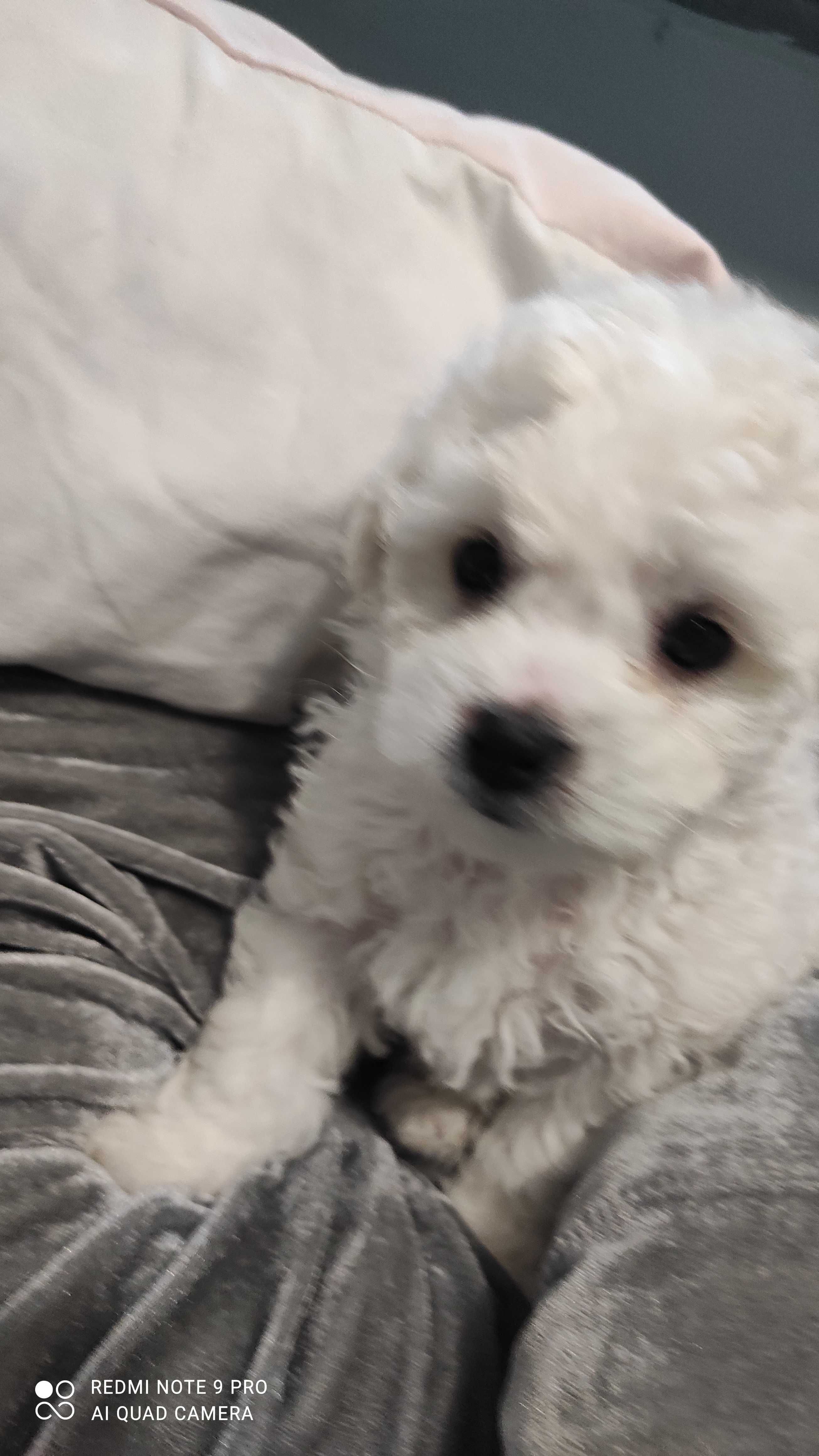 Piesek bichon frise z rodowodem