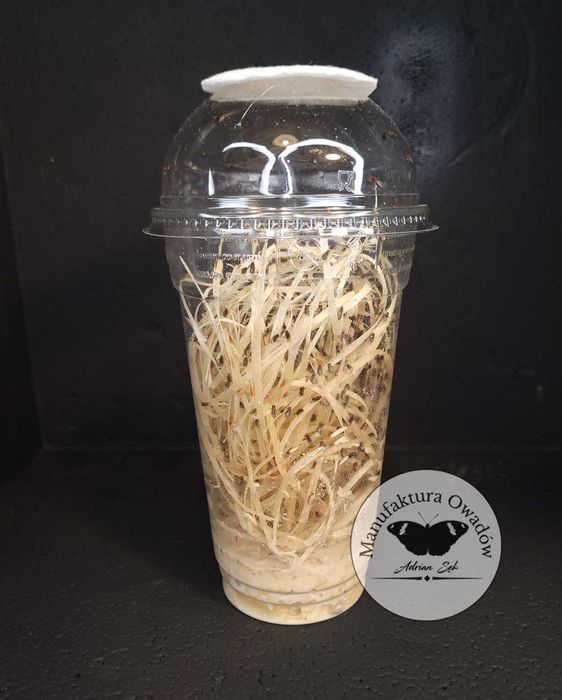 Muszki owocówki nieloty Drosophila hydei - kolonia 500ml !1+1 GRATIS!