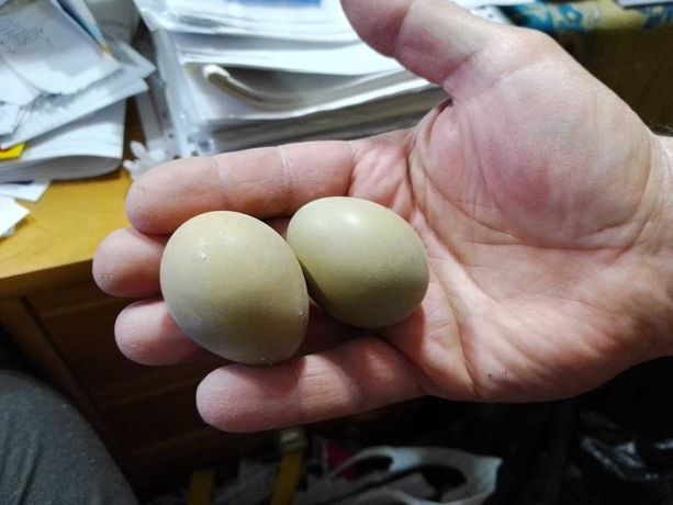 Инкубационные яйца фазана