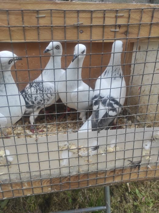 Żałobnik jasne boczate