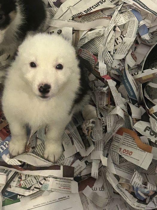 Menina border collie