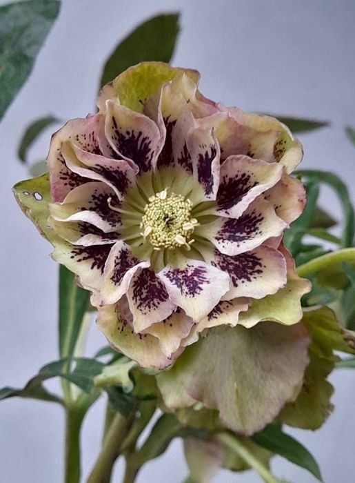 Морозник кущі , чемерник