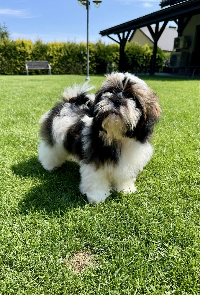 Suczka Shih Tzu ZKwP FCI
