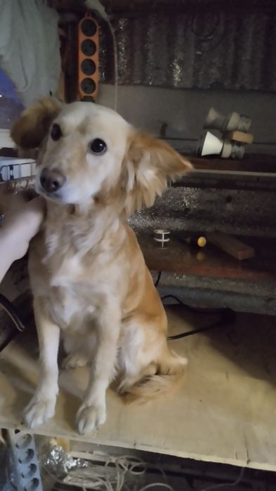 Передержка животных собак кошек грызунов птиц рептилий насекомых и тд