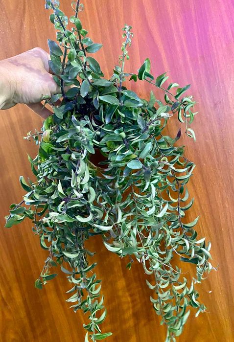 Aeschynanthus Twister