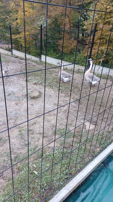 Gęsi garbonose- parka z młodym