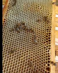 Rójka pszczela złapię