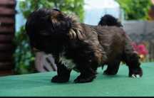 Shih Tzu sunia czekoladowa