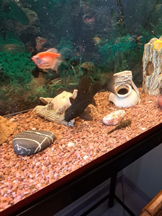 Продам акваріумні рибки