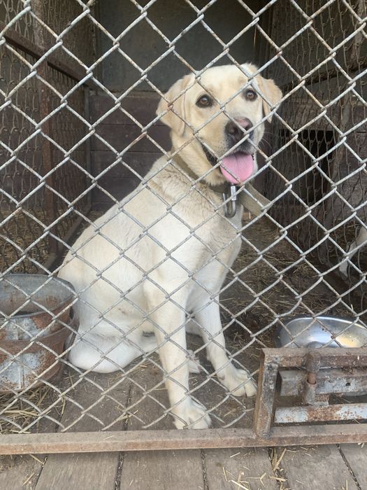 Продам дівчинку Лабрадора