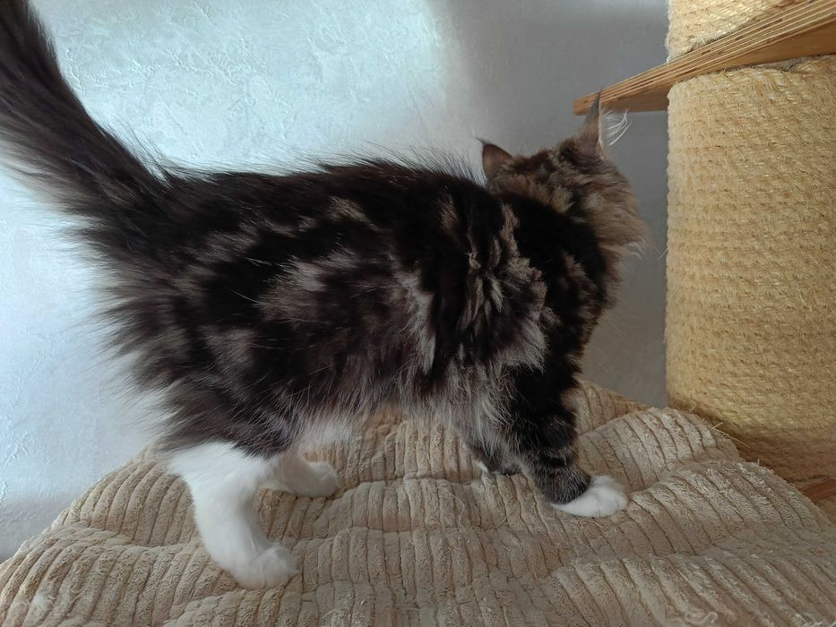 Urocza koteczka Syberyjska