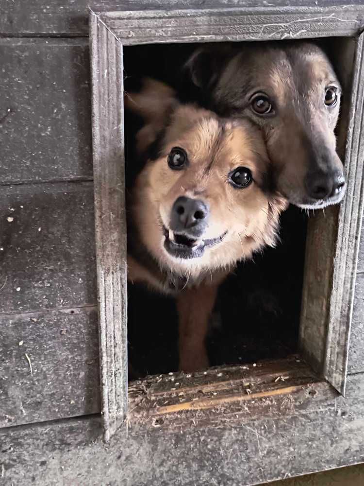 078042 Zira tylko odpowiedzialna adopcja.