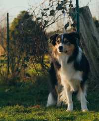 Border Collie FCI - Reproduktor czarny TRICOLOR