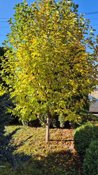 Магнолія дерево, біла квітка