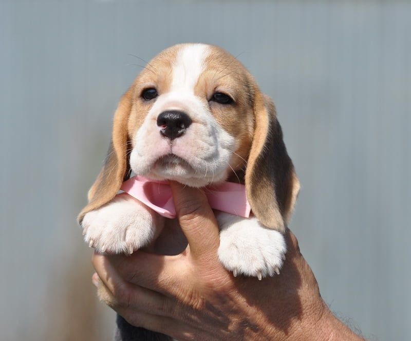 Видео) Элит щенки бигля, цуценята бігля из топ питомника, гентесты.