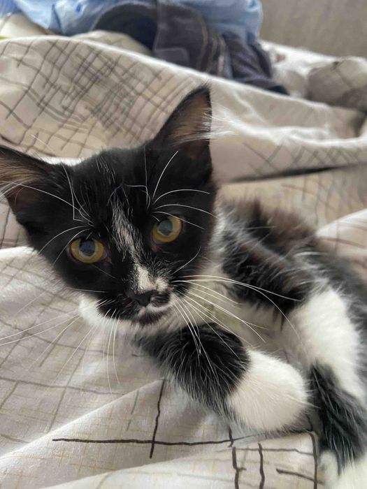 Котенок подросток бесплатно. Кошка. Котята даром. Кошечка.