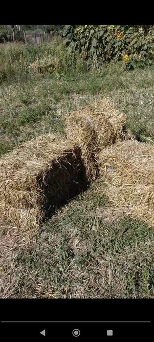 Тюки соломи після ячміня та пшениці