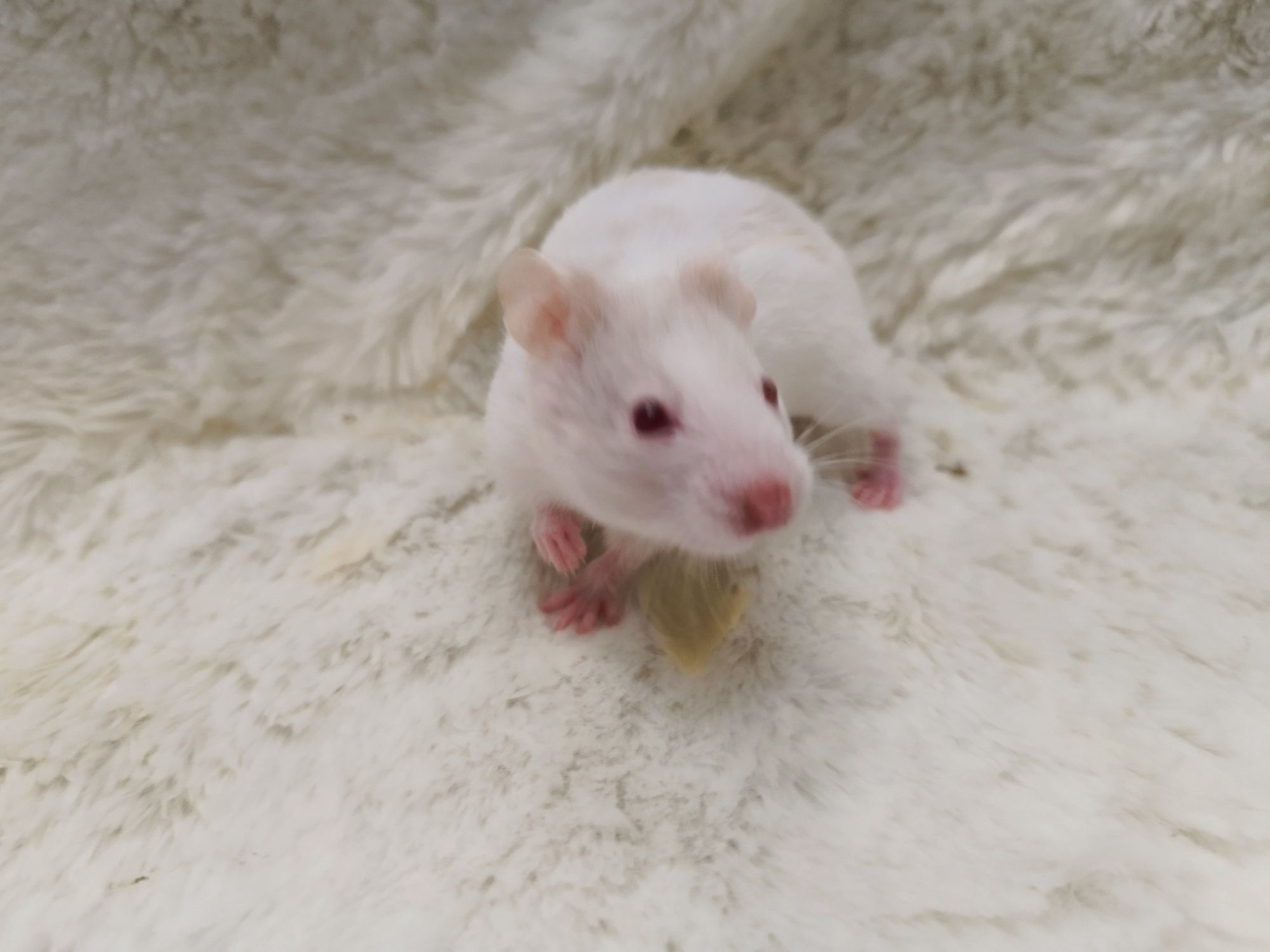 Chomik Syryjski (samica) Albino Husky MASSON