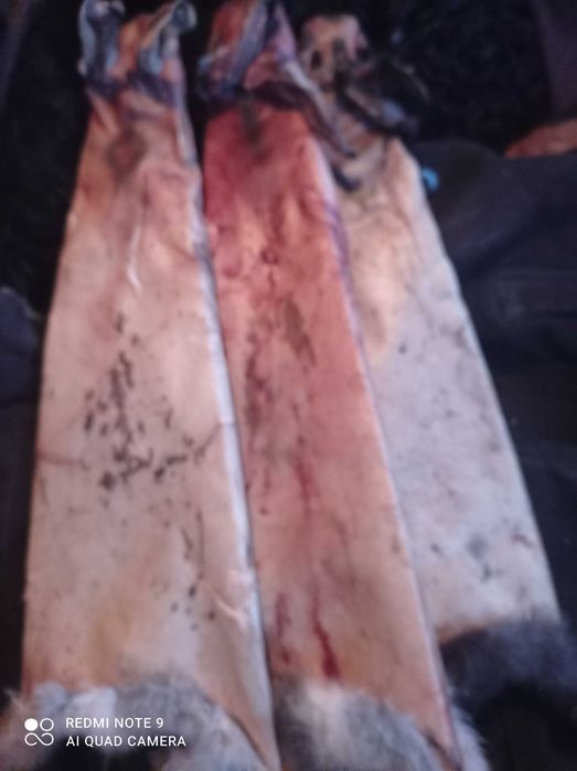 Продам шкурки домашніх кроликів,  сухі.