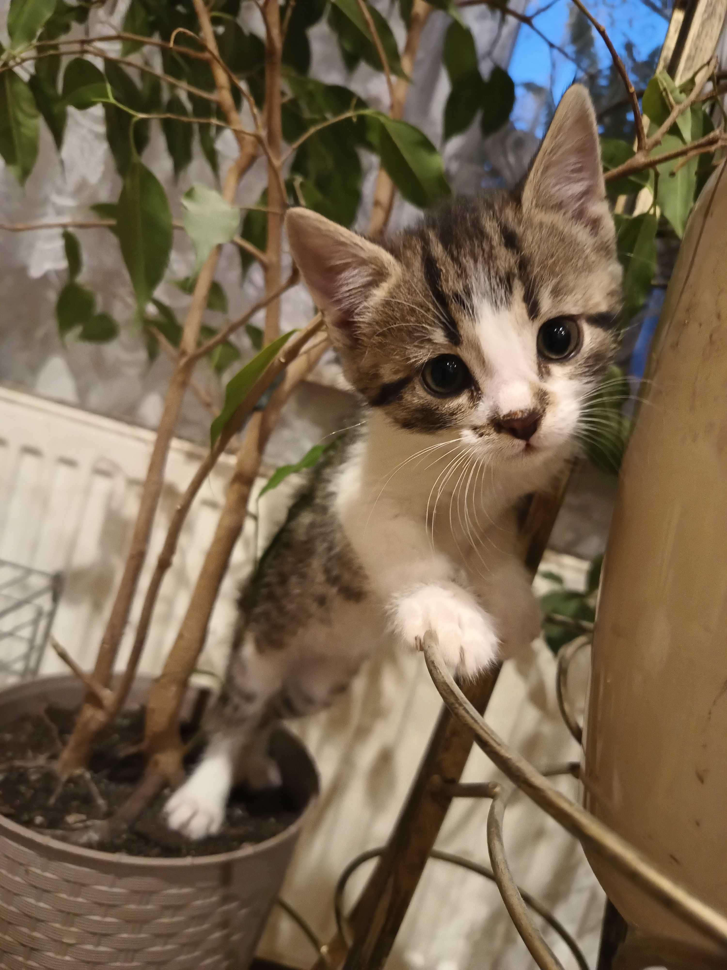 MałaMi do adopcji