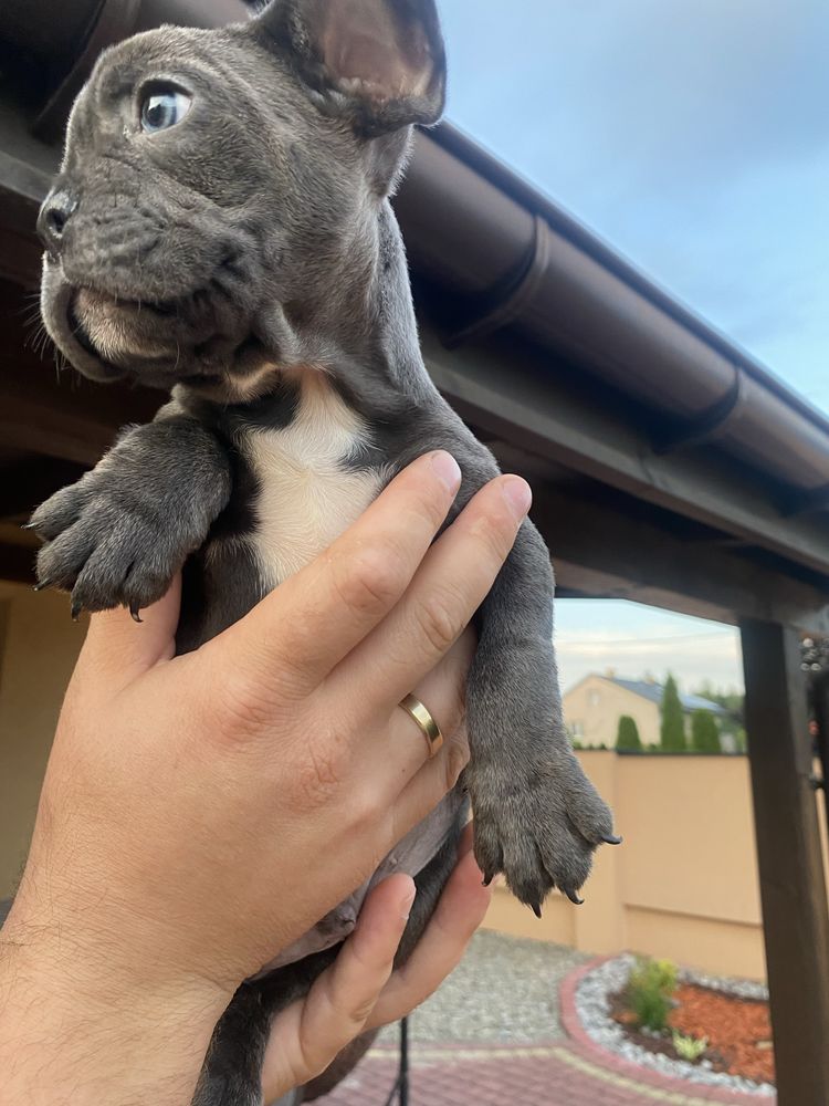 Buldog francuski piesek blue metryczka , czip, wyprawka
