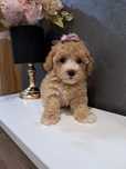Maltipoo urocza dziewczynka