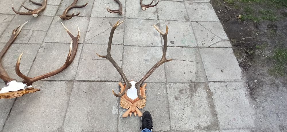 Poroże Jelenia òsmak, zrzuty