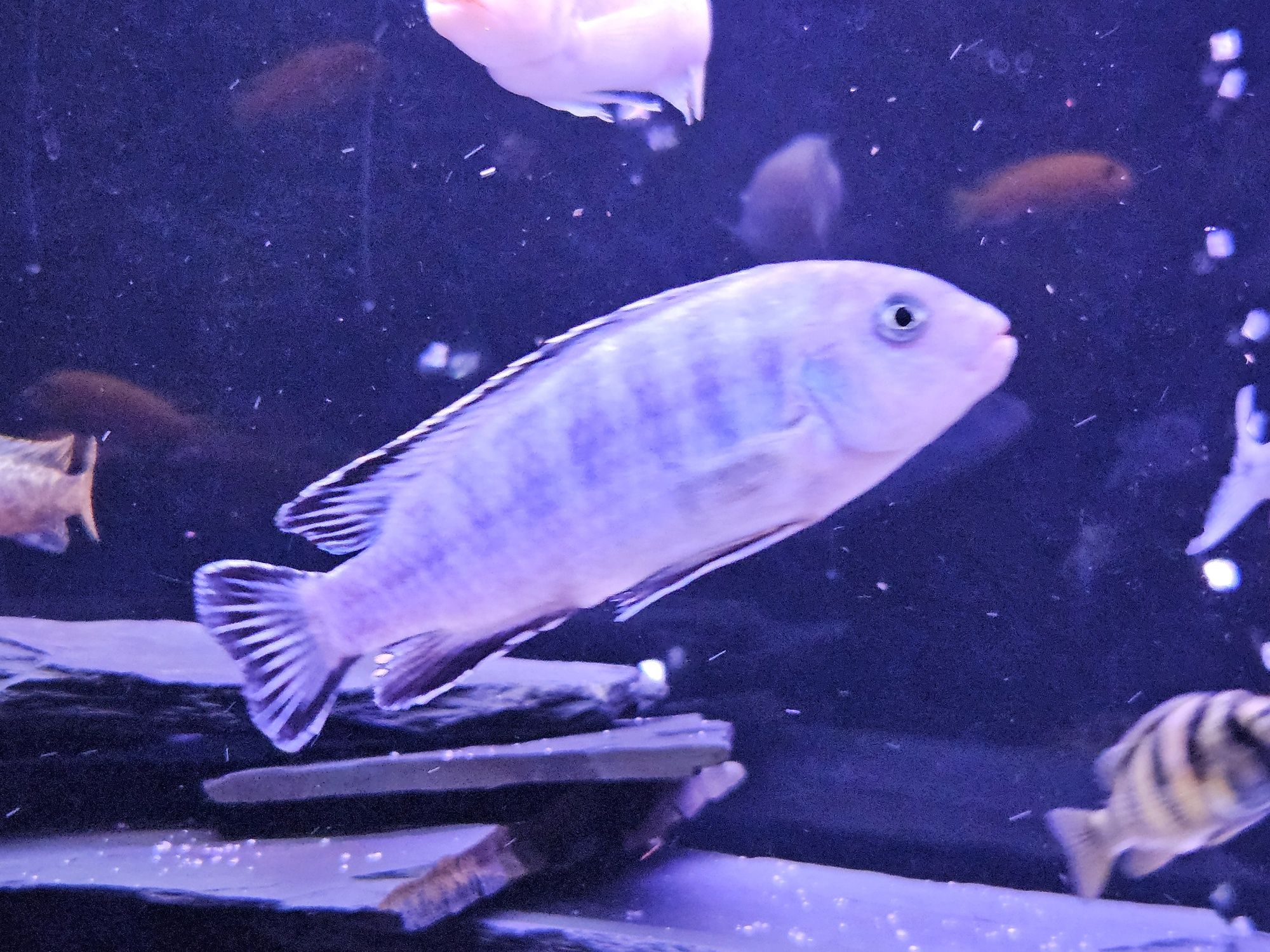 Pyszczak niebieski pseudotropheus socolofi malawi
