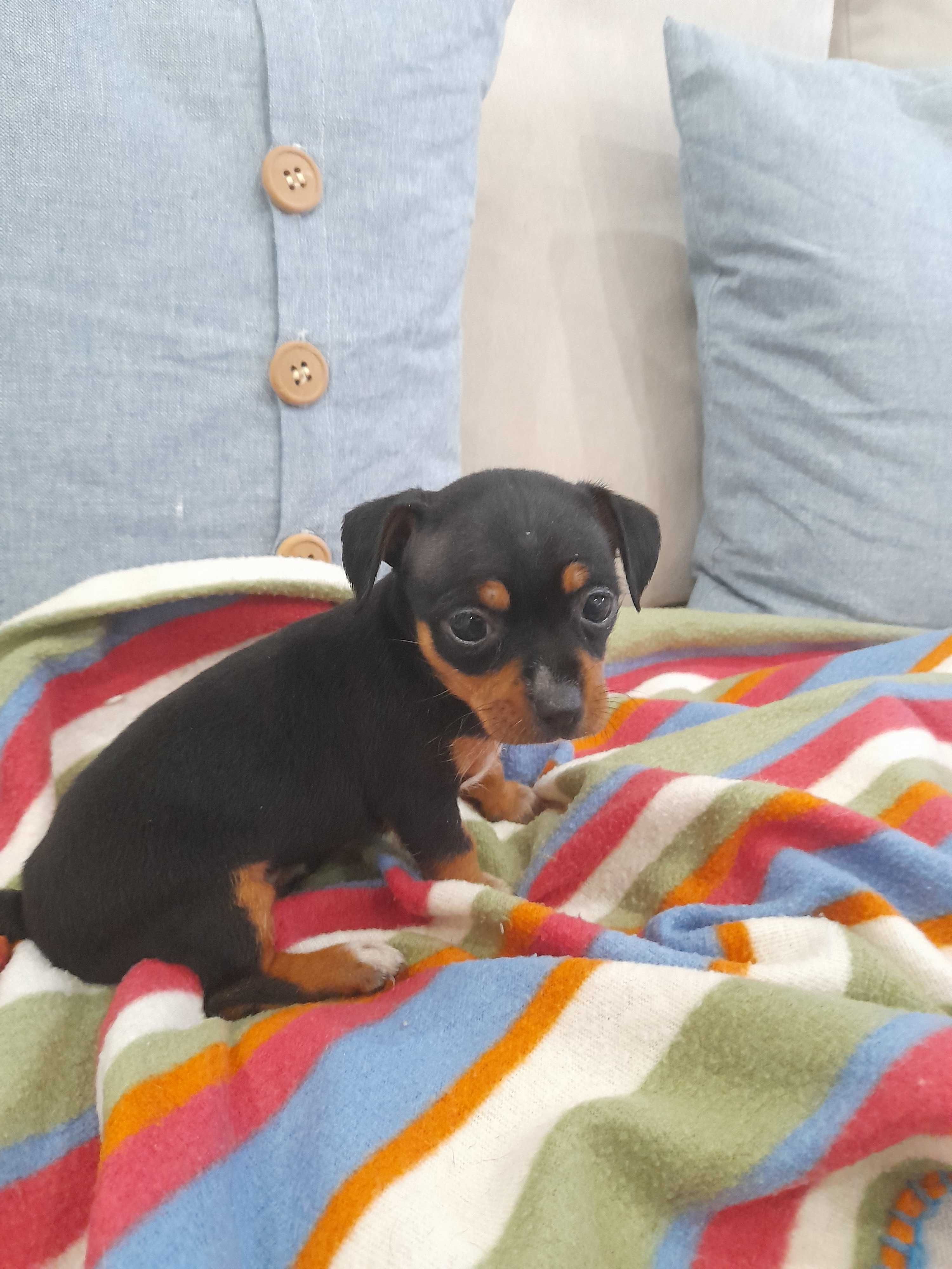 Pinscher Miniatura
