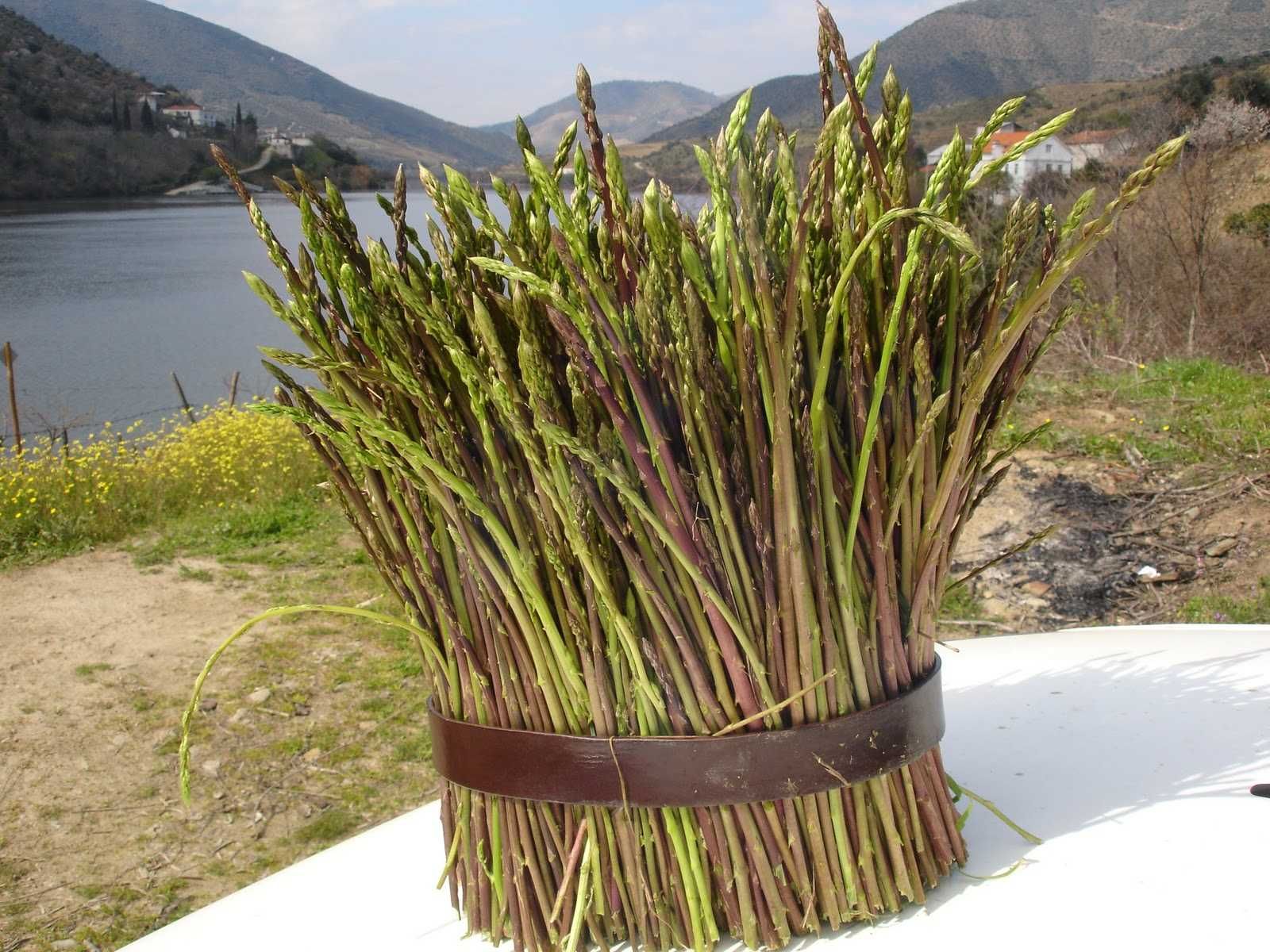 Espargos e tubras