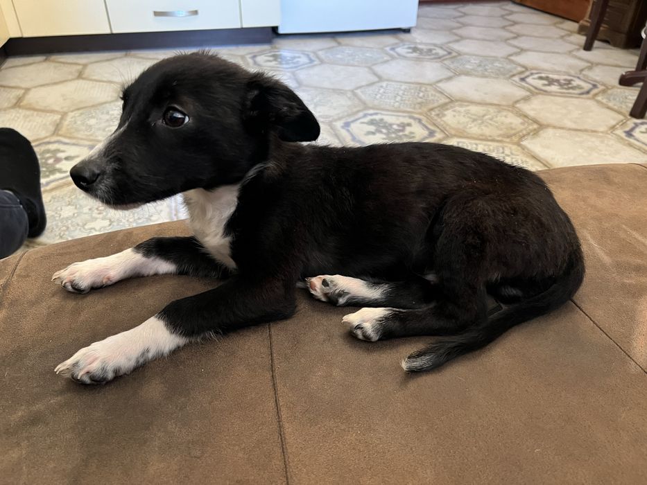 Віддам собаку в добрі руки.