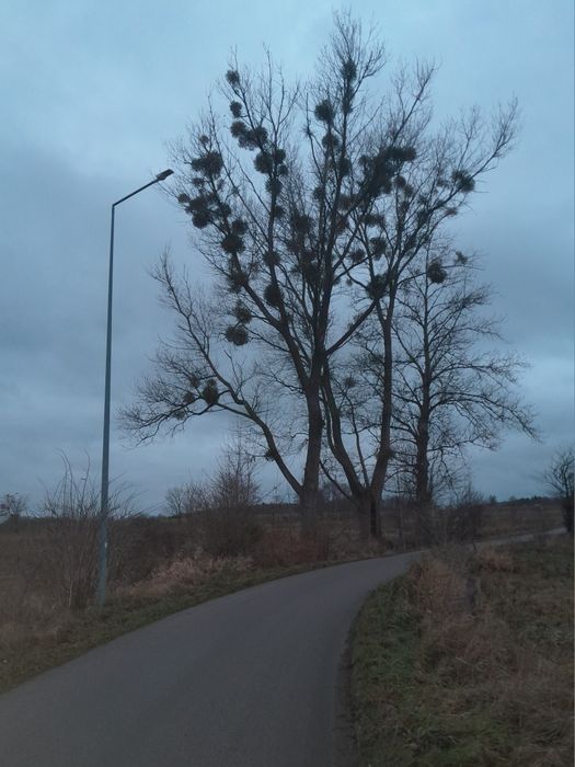 Wycinka i Przycinanie Drzew / Tui z podnośnika koszowego słupsk