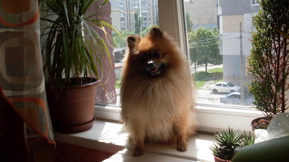 Вязка Померанского Шпица