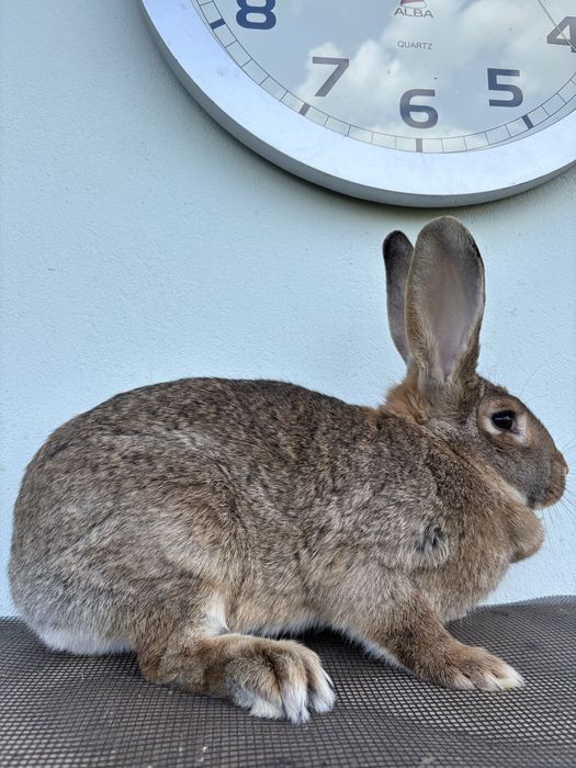 Samica 1 roczna bura