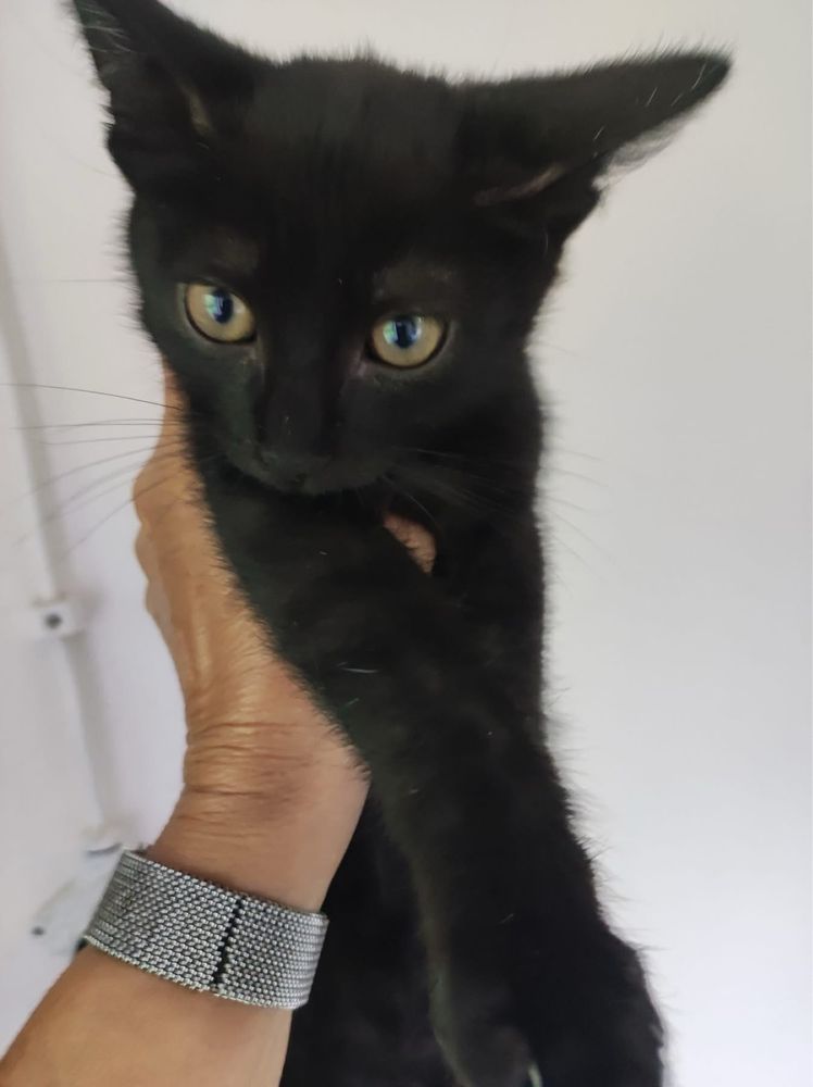 Edi i Fredi czarne kotki kot kociak oddam za damro do adopcji